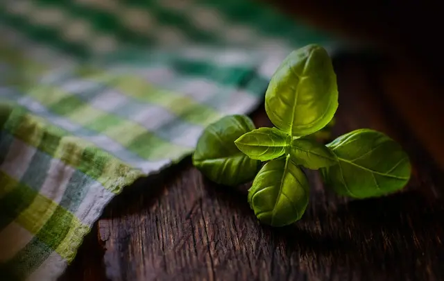 Les Secrets de la Dégustation des Liqueurs Artisanales