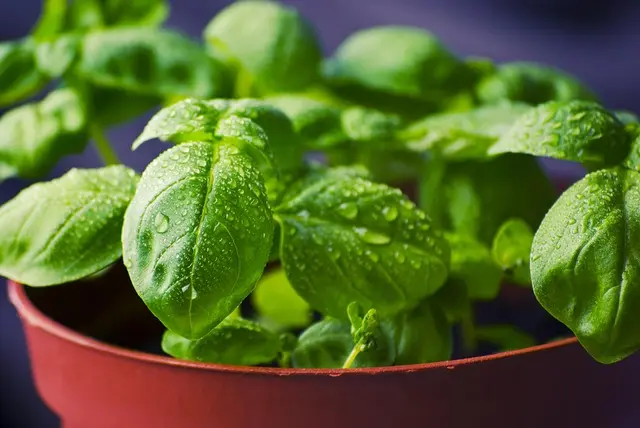 Les Secrets Inattendus des Liqueurs Artisanales