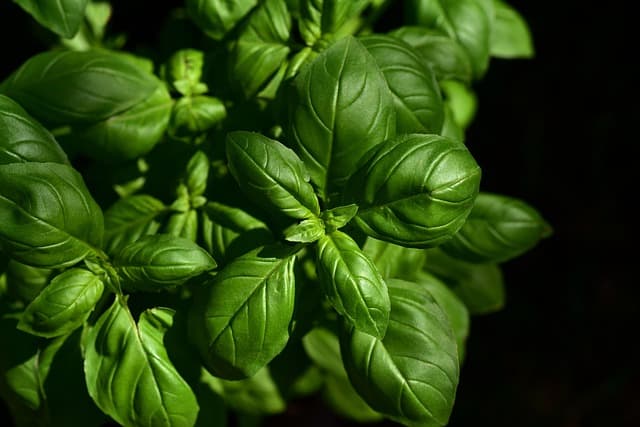 Les Plantes Aromatiques dans la Dégustation de Liqueurs